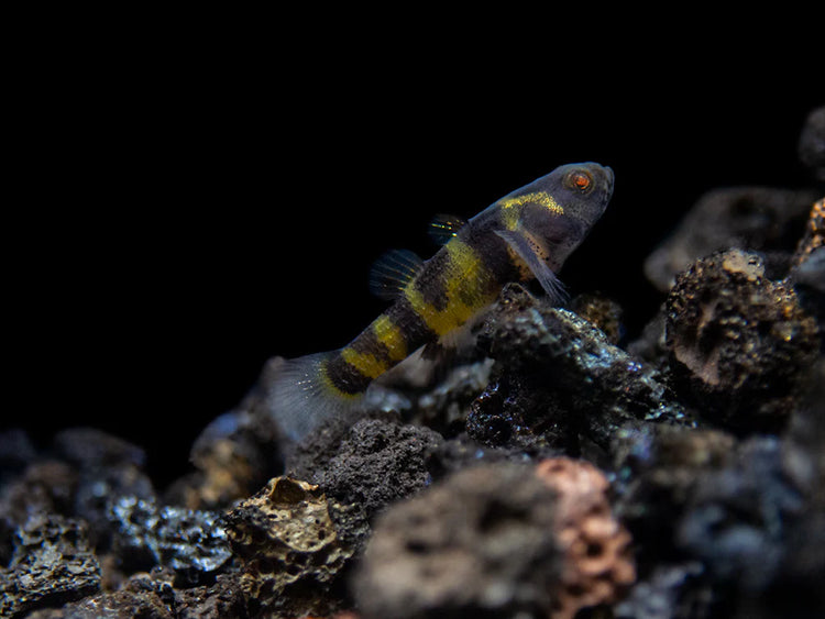 Goby