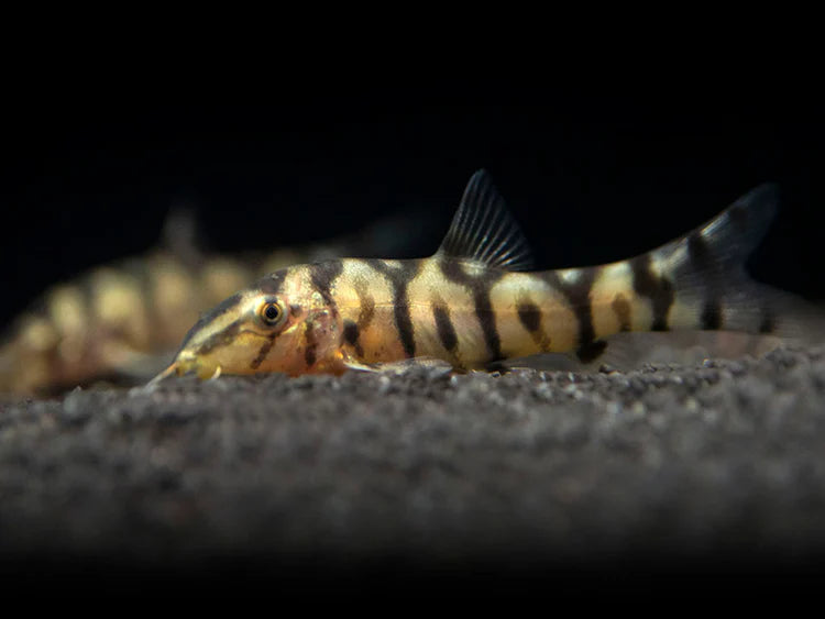 Loaches