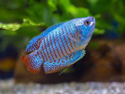 Gourami