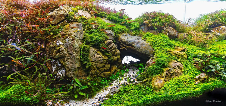 Aquascaping