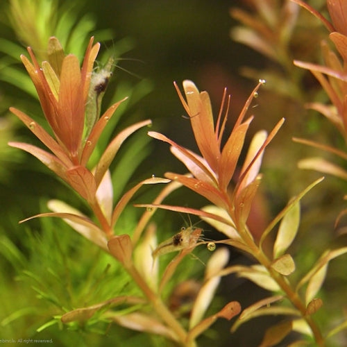 Bean Stalk - Rotala rotundifolia