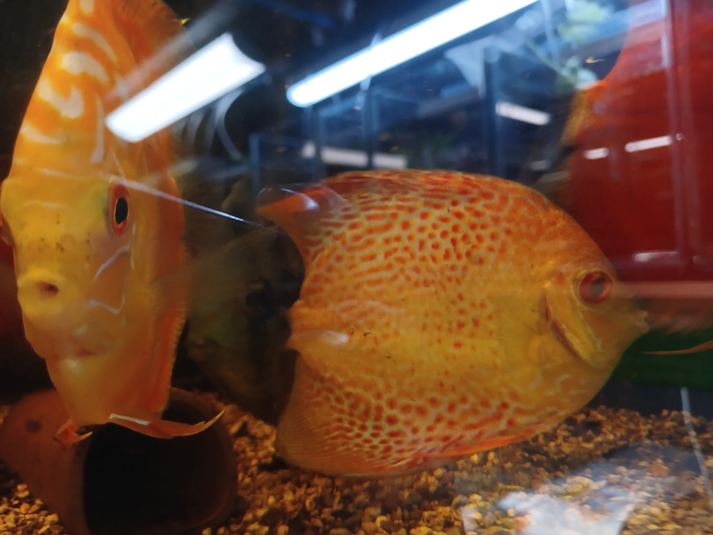 Yellow Pidgeon Checkerboard Discus Large (10cm)