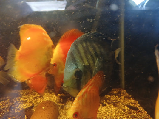 Blue Turquoise Discus Large (10cm)