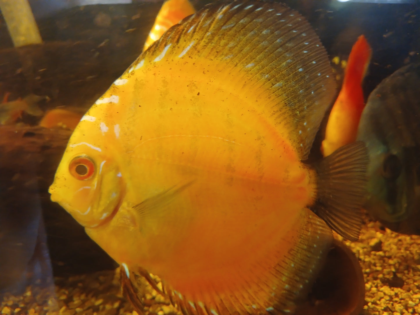 Yellow Pidgeon Checkerboard Discus Large (10cm)