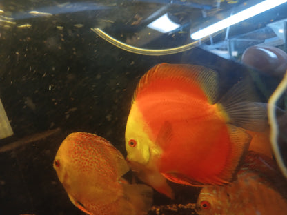 Red Melon Discus large (10cm)