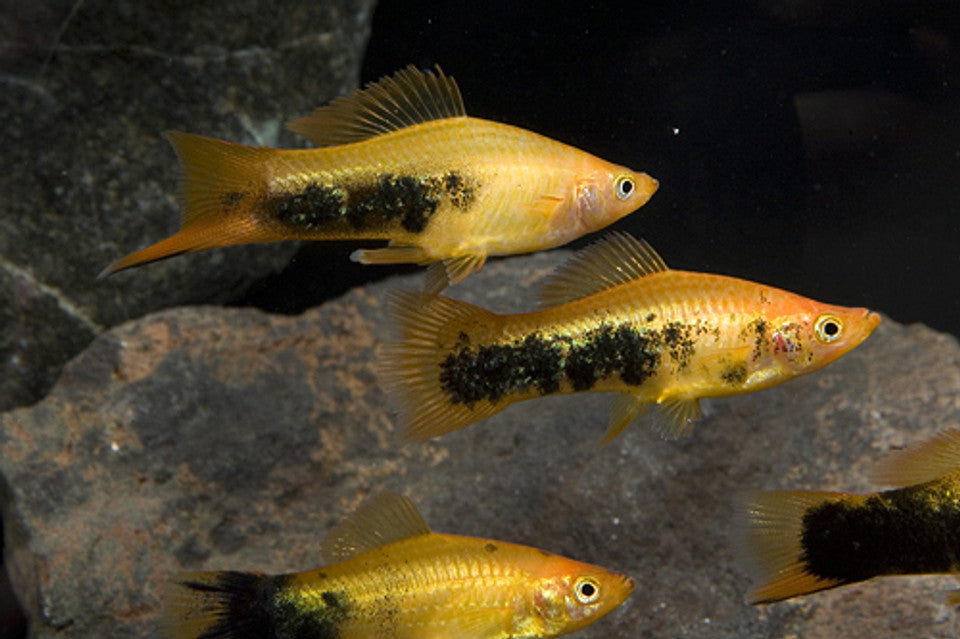 Yellow Tuxedo Swordtail