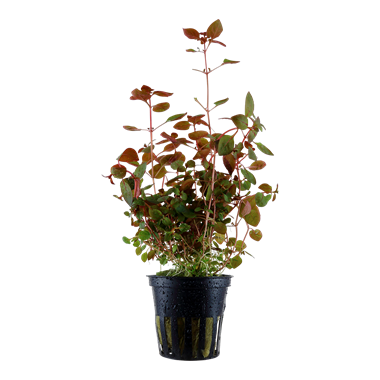 Ludwigia palustris