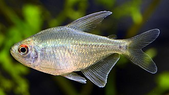 Diamond Tetra - Moenkhausia Pittieri – Top Fin Aquatics