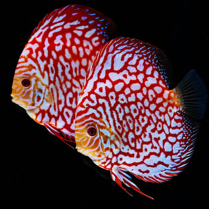 Pidgeon Checkerboard Discus medium (6cm)