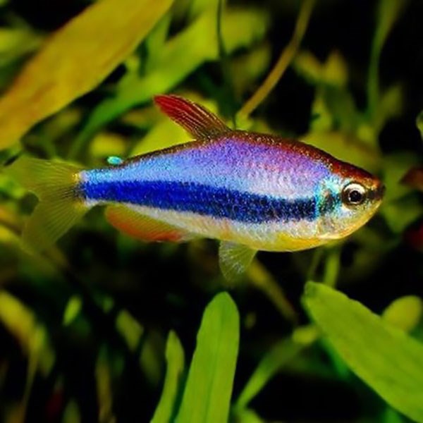 Blue/Purple Emperor Tetra (Inpaichthys kerri)