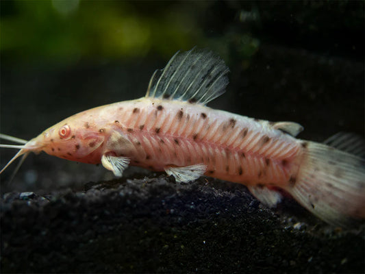 Albino Hoplo Catfish