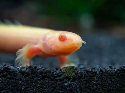 Albino Cuvier's/Senegal Bichir