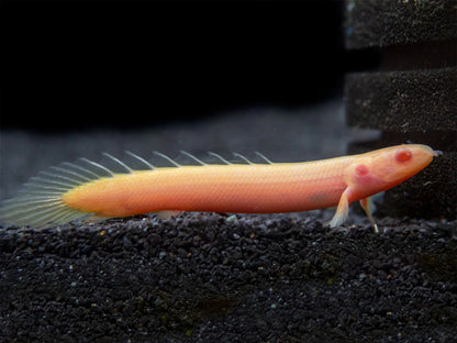 Albino Cuvier's/Senegal Bichir