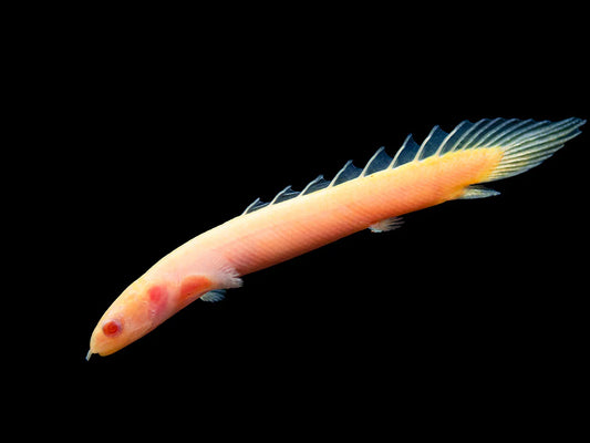 Albino Cuvier's/Senegal Bichir