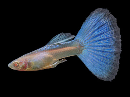 Japanese Albino Blue Guppy Trio 1M , 2F