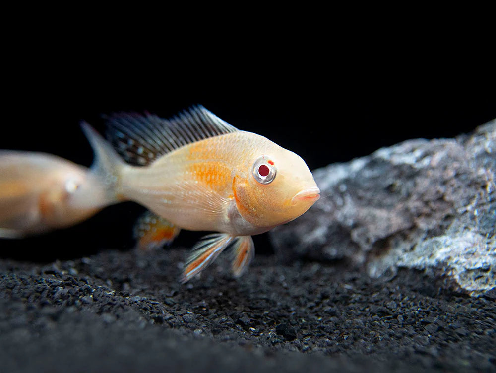 Albino Threadfin Acara Cichlid (Acarichthys heckelii)