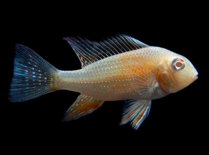 Albino Threadfin Acara Cichlid (Acarichthys heckelii)