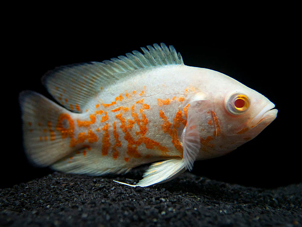 Albino Tiger Oscar (Astronotus ocellatus)