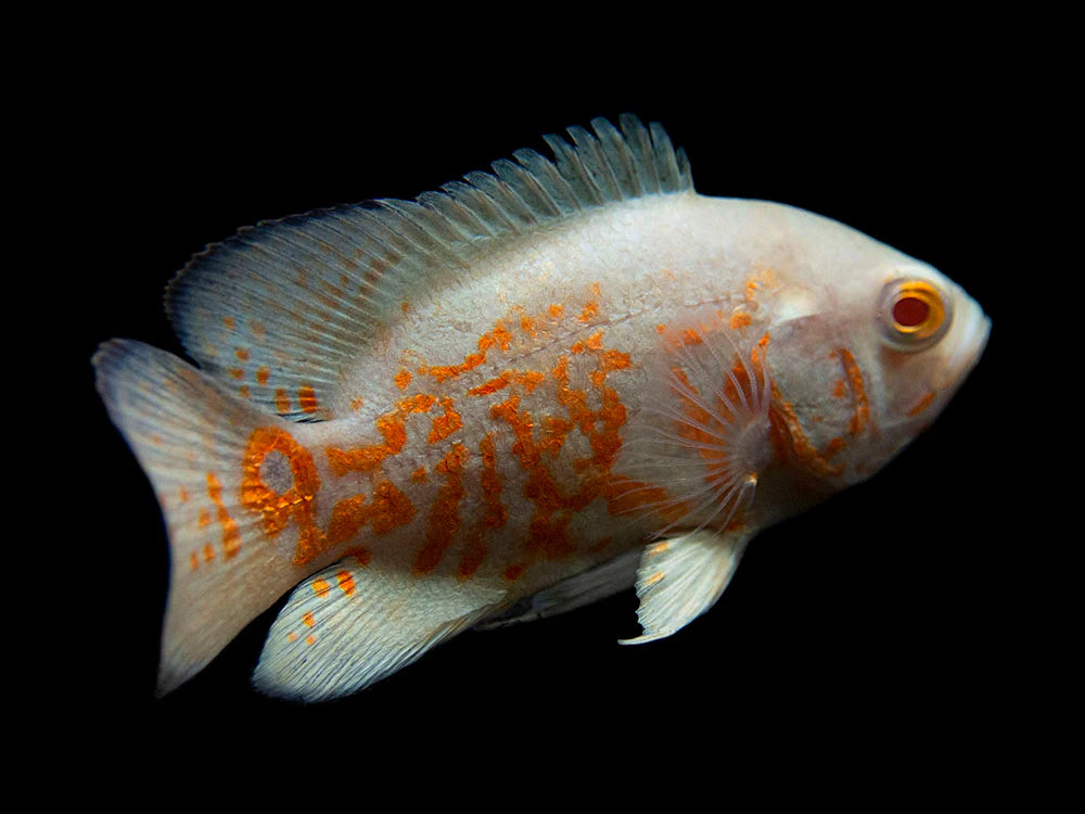 Albino Tiger Oscar (Astronotus ocellatus)