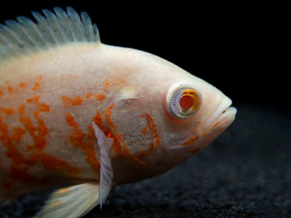 Albino Tiger Oscar (Astronotus ocellatus)