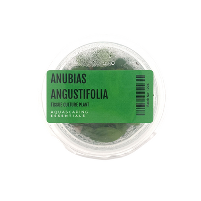 Anubias Angustifolia Tissue Culture