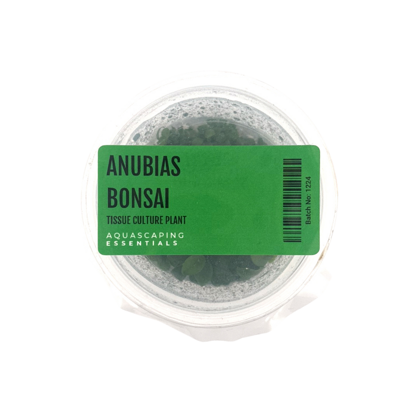 Anubias Bonsai Tissue Culture