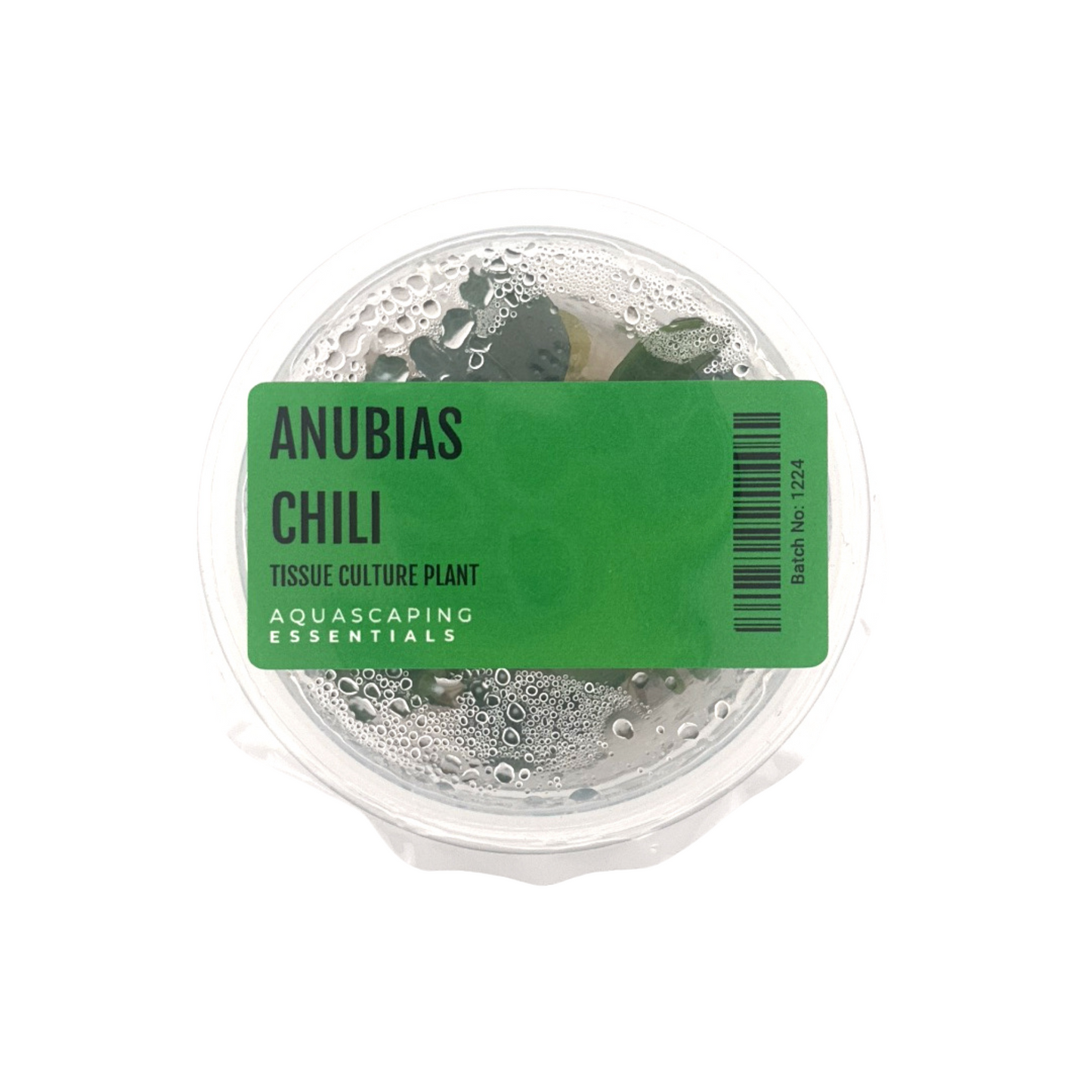 Anubias Chili Tissue Culture