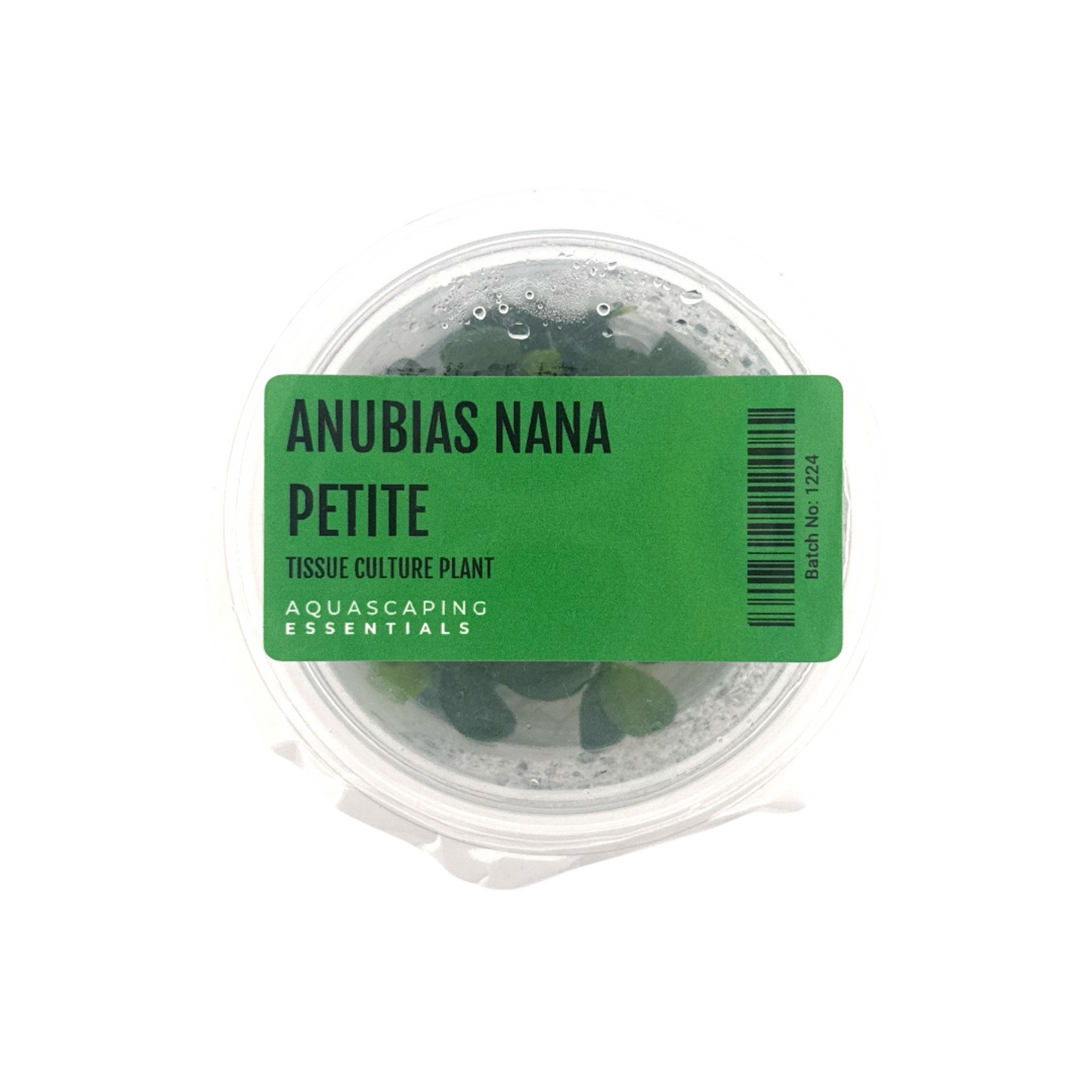 Anubias Nana Petite Tissue Culture