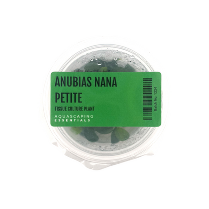 Anubias Nana Petite Tissue Culture