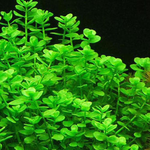 Baby Tears - Bacopa monniera