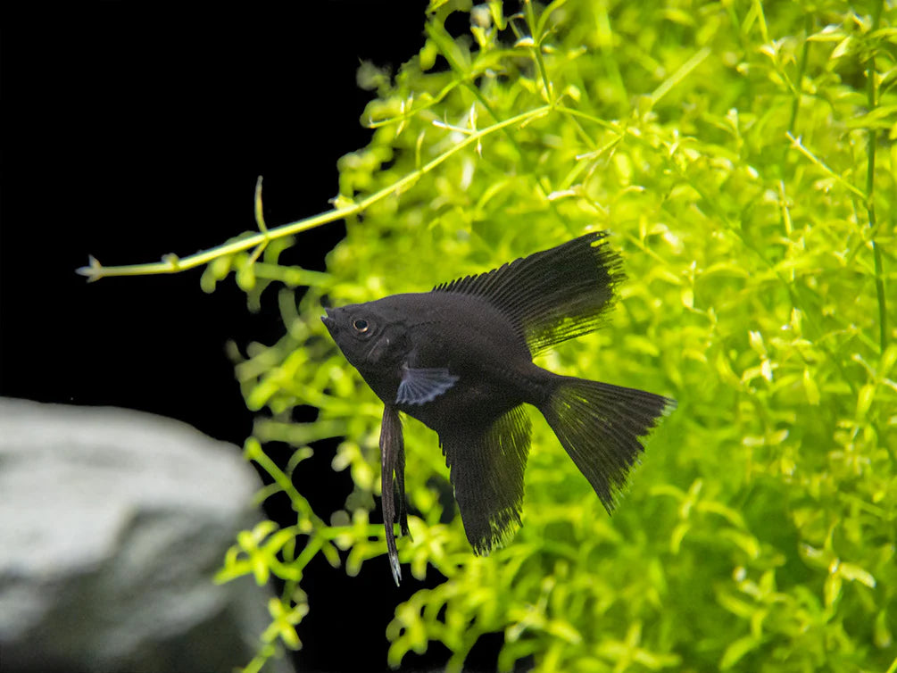 Black Angel  -  Pterophyllum Scalare