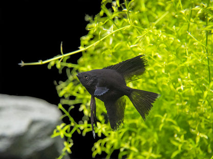 Black Angel  -  Pterophyllum Scalare