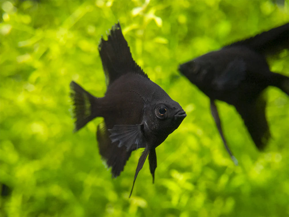 Black Angel  -  Pterophyllum Scalare