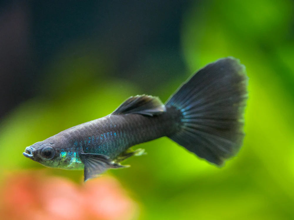 Black Moscow Guppy - Male - Home Bred