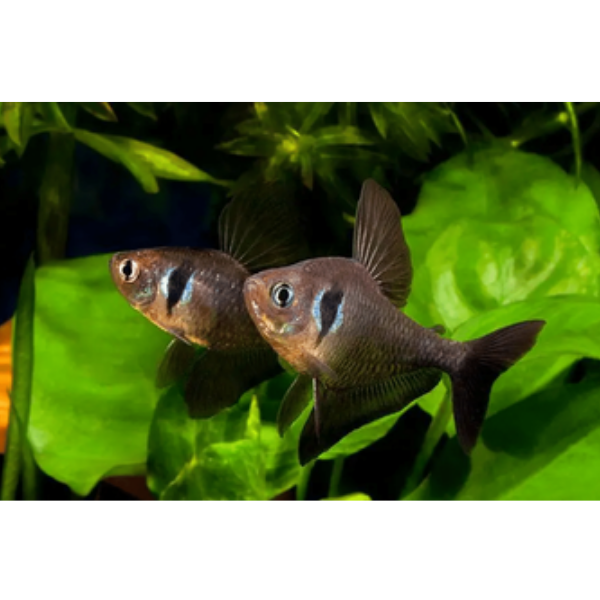 Black Phantom Tetra