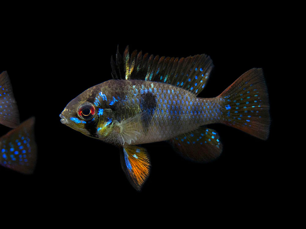 German Black Ram Dwarf Cichlid (Mikrogeophagus ramirezi "German Black")