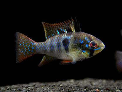 German Black Ram Dwarf Cichlid (Mikrogeophagus ramirezi "German Black")