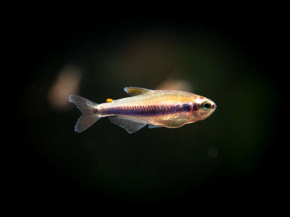 Blue/Purple Emperor Tetra (Inpaichthys kerri)