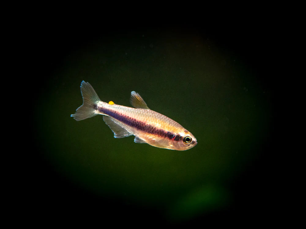 Blue/Purple Emperor Tetra (Inpaichthys kerri)