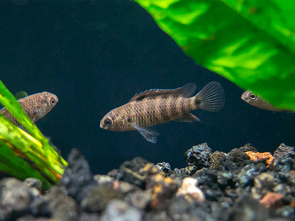 Blue Badis (Badis badis) aka Chameleon Fish