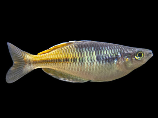 Boeseman's AKA Boesemani Rainbowfish (Melanotaenia boesemani)