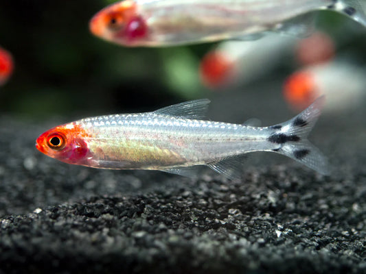 Platinum Rummynose Tetra