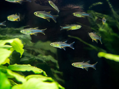 Celebes Rainbowfish (Marosatherina ladigesi)