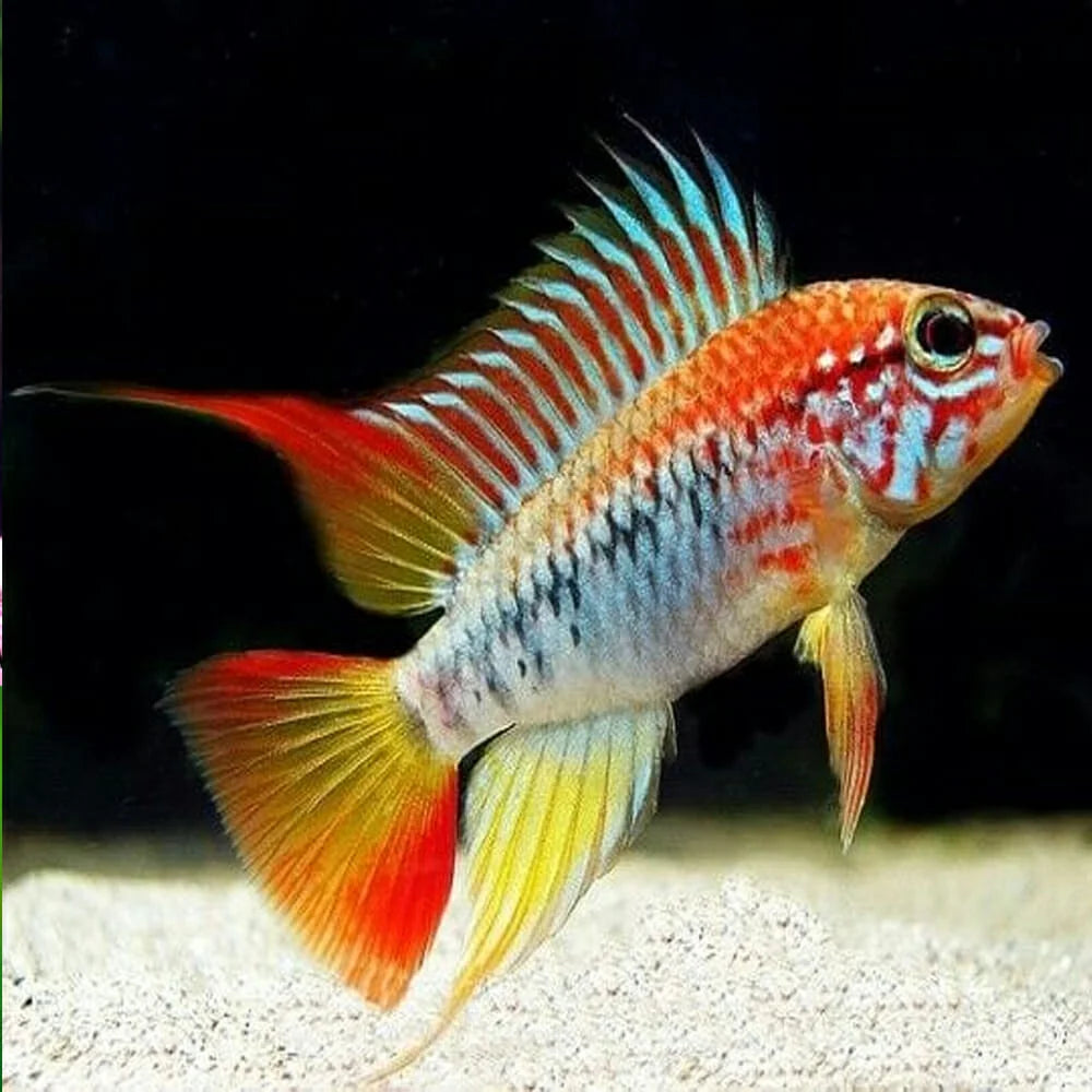 Red Neck Viejita Apistogramma