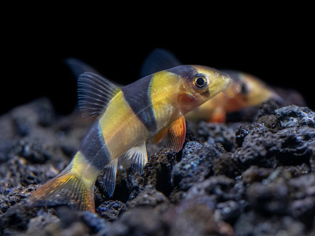 Clown Loach (Chromobotia macracanthus)