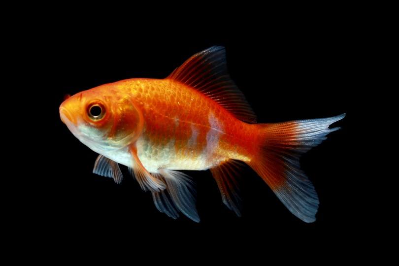 Red Comet Gold Fish 4cm