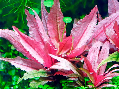 Cryptocoryne "Pink Flamingo"