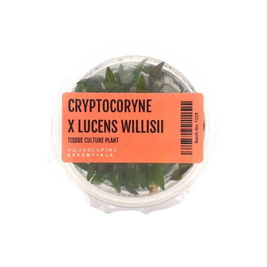 Cryptocoryne x Lucens Willisii Tissue Culture