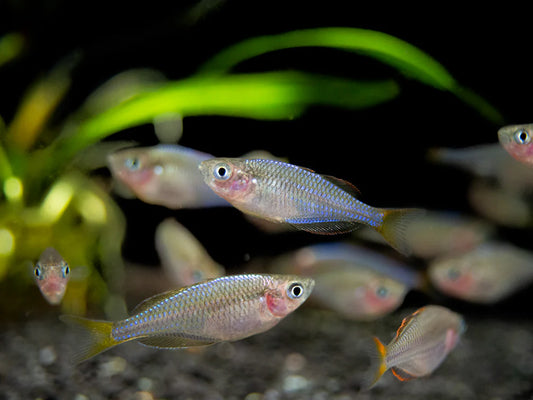 Dwarf Neon Praecox Rainbowfish (Melanotaenia praecox)