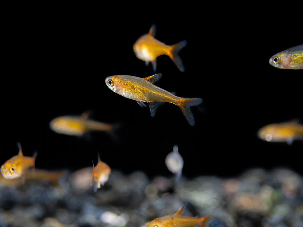 Ember Tetra Top Fin Aquatics